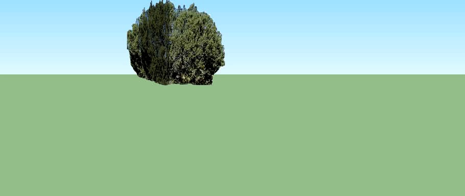 Juniper