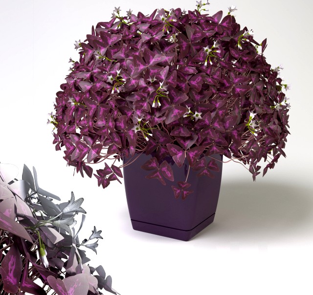 Sorrel (Oxalis)