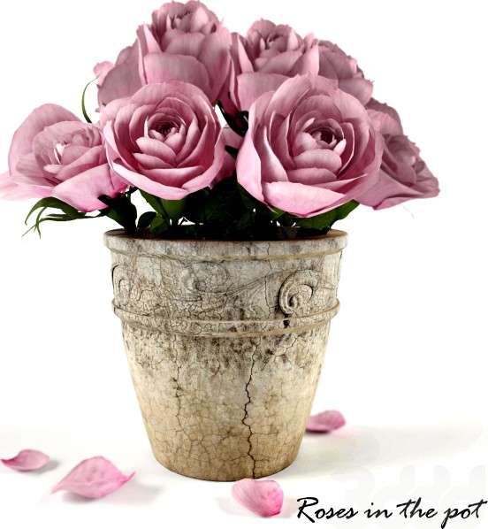 Roses in the pot
