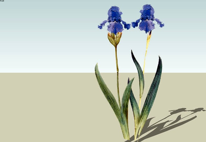 Iris Blue (SB)