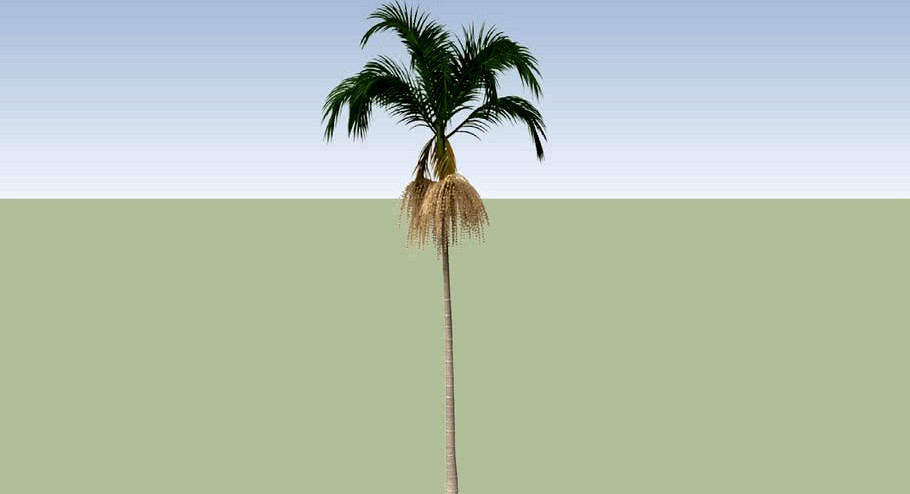 Bangalow Palm (Archontophoenix cunninghamia)_1