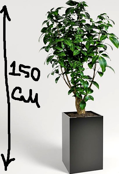plant