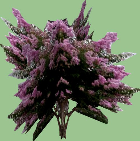 Crape Myrtle Tree