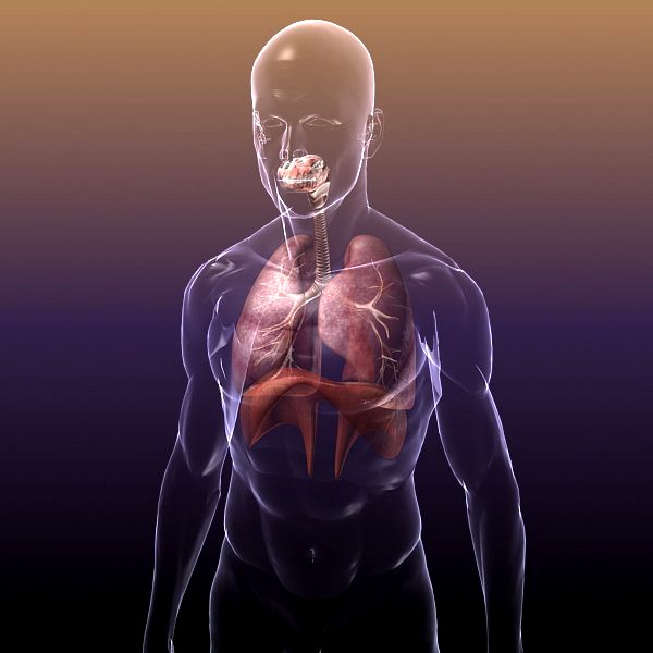 Respiratory System, Lungs inside Human Body3d model