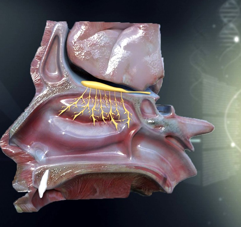 Human Nose Anatomy3d model