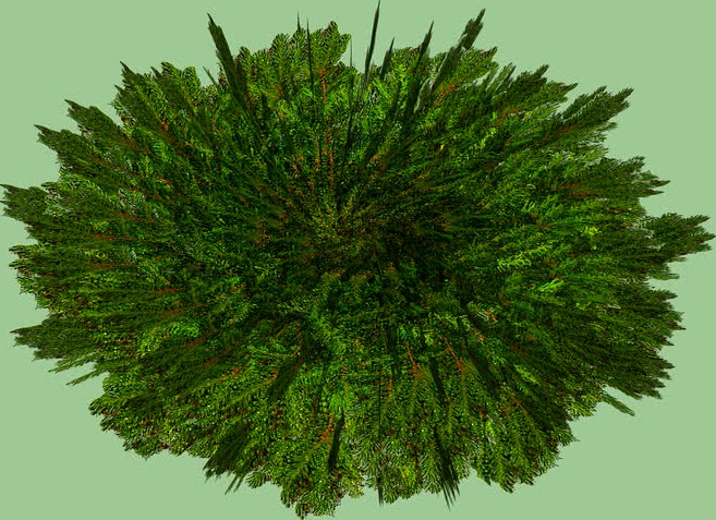 Low Growing Juniper