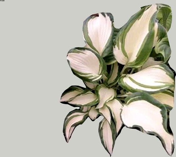 Hosta 'Dancing in the rain'