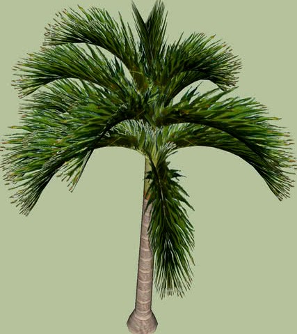 Coqueiro 2