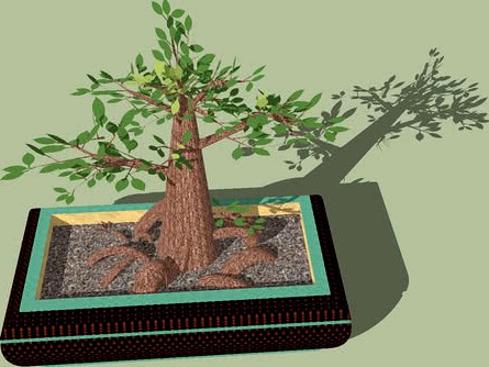 Ficus Bonsai