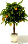 3D Model Tangerine tree