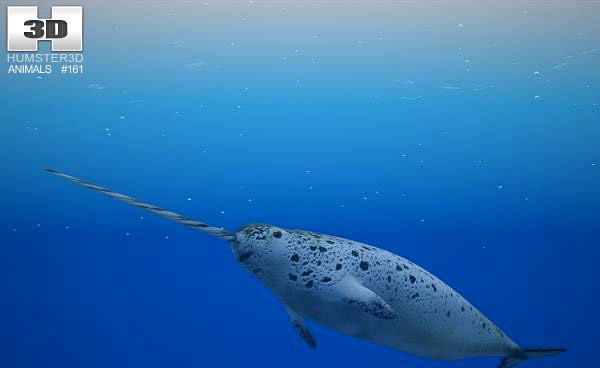 3D model of Narwhal
