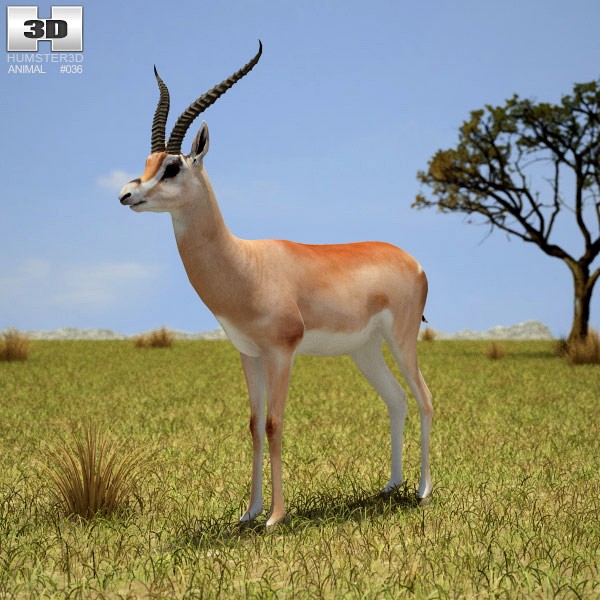 3D model of Grant&#8217;s Gazelle