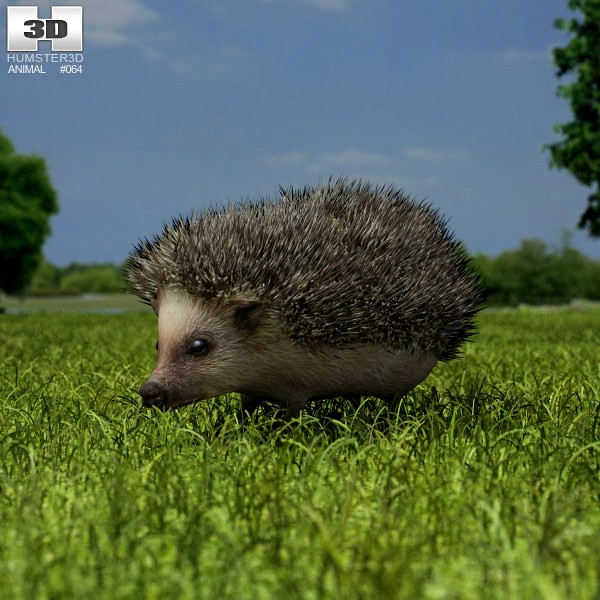 3D model of Hedgehog