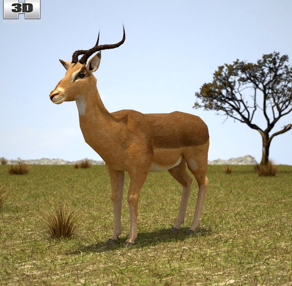 3D model of Impala