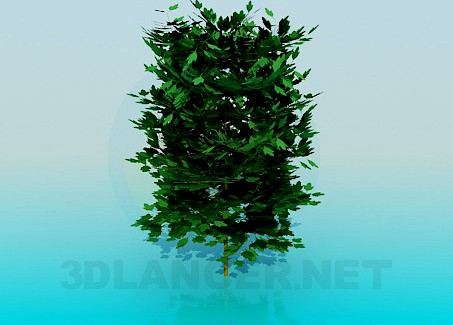 3D Model Lush bush