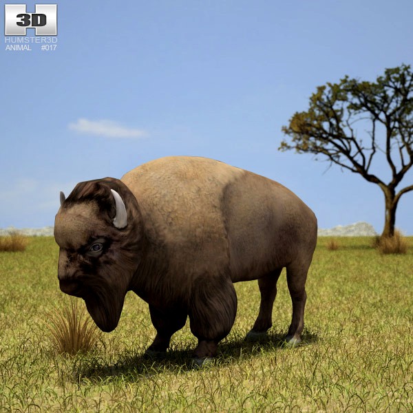 3D model of American Bison (Buffalo)