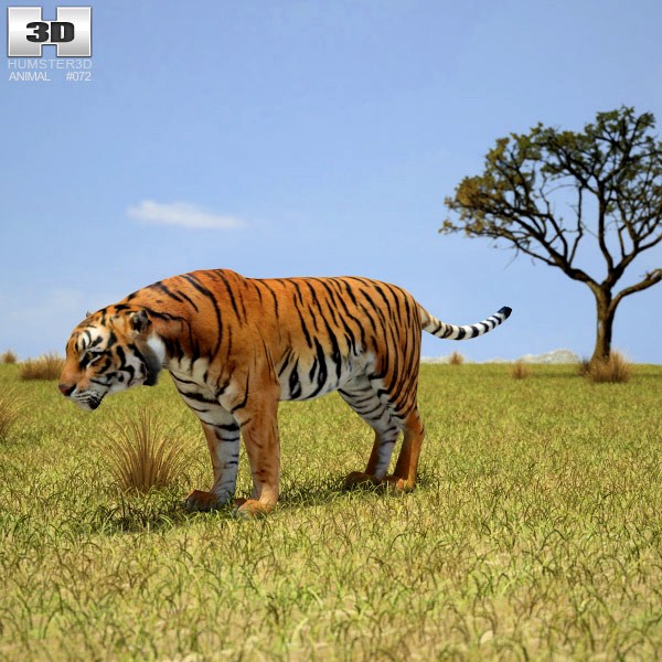 3D model of Tiger
