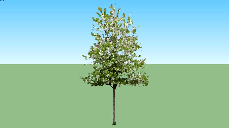 Bird cherry tree