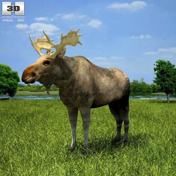 3D model of Moose