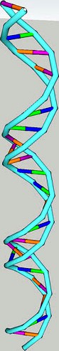 DNA Double Helix
