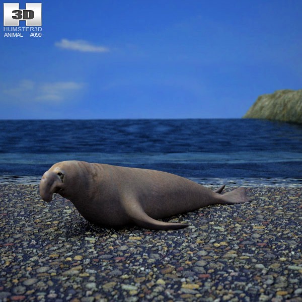 3D model of Northern Elephant Seal