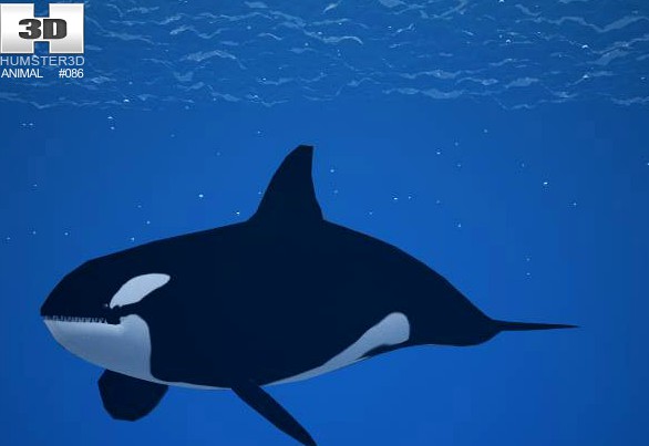 3D model of Killer Whale
