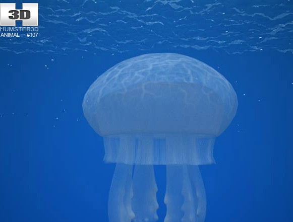 3D model of Common Jellyfish