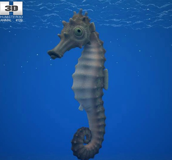 3D model of Seahorse