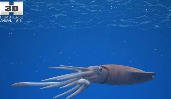 3D model of European Squid