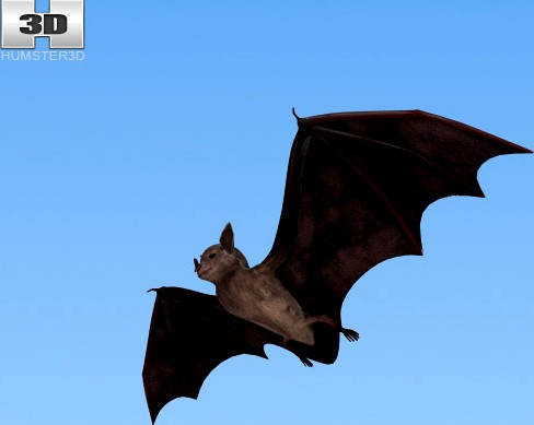 3D model of Common Bat
