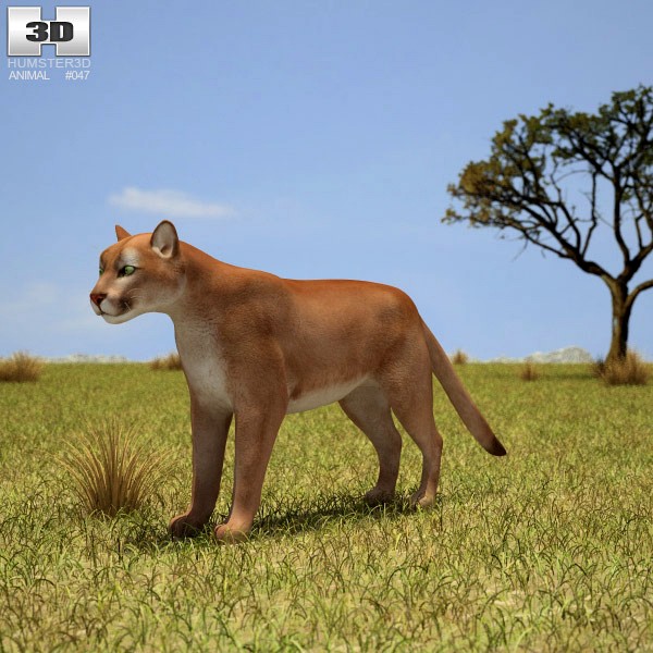 3D model of Cougar