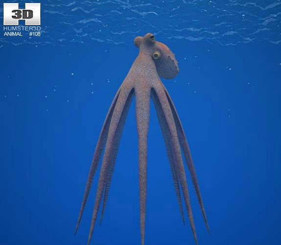3D model of Common Octopus