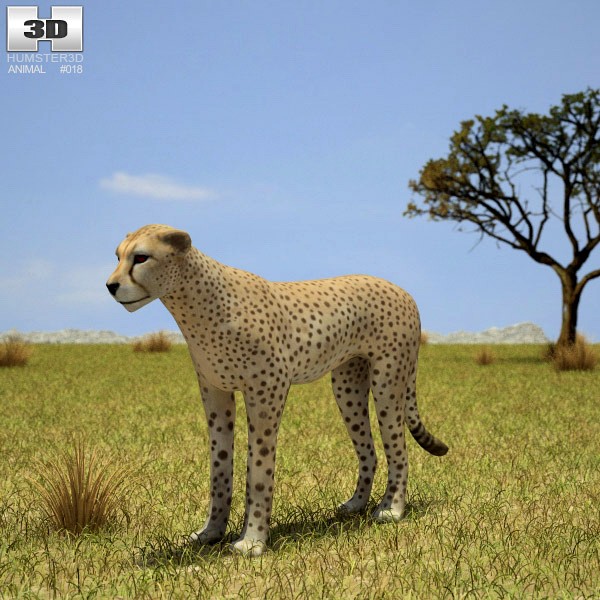 3D model of Cheetah