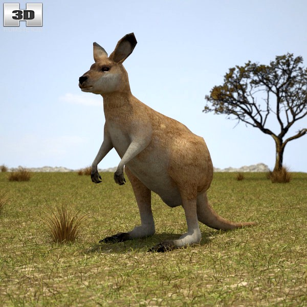 3D model of Eastern Grey Kangaroo Joey