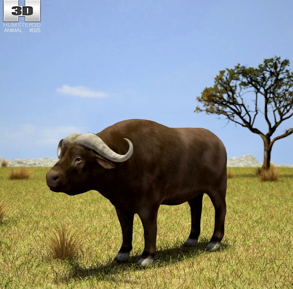 3D model of African Buffalo