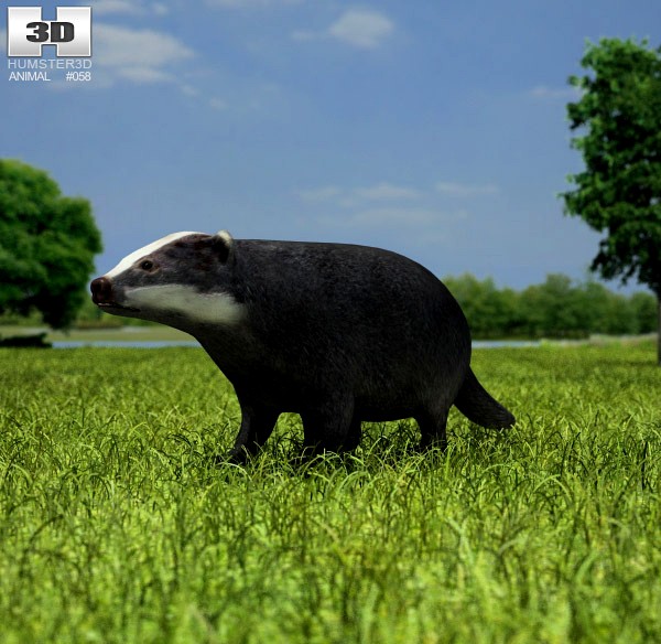 3D model of Common Badger