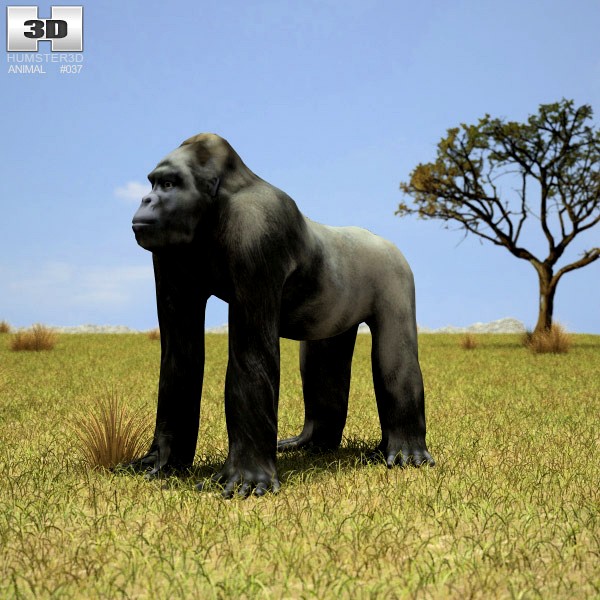 3D model of Gorilla