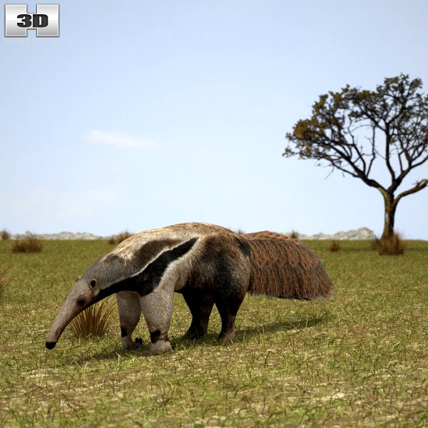 3D model of Giant Anteater