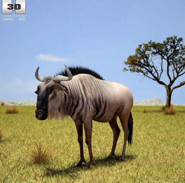 3D model of Wildebeest