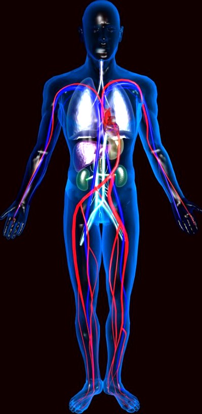 Human Circulatory System3d model
