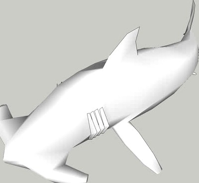 hammerhead shark