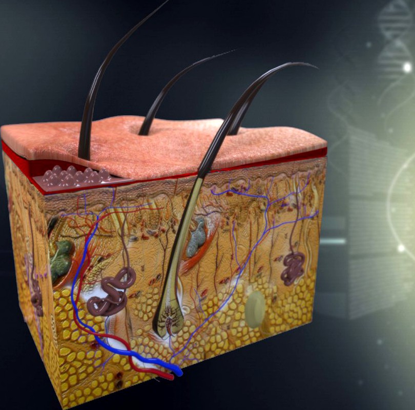 Human Skin Anatomy3d model