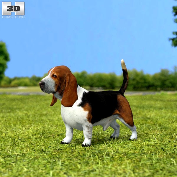 3D model of Basset Hound