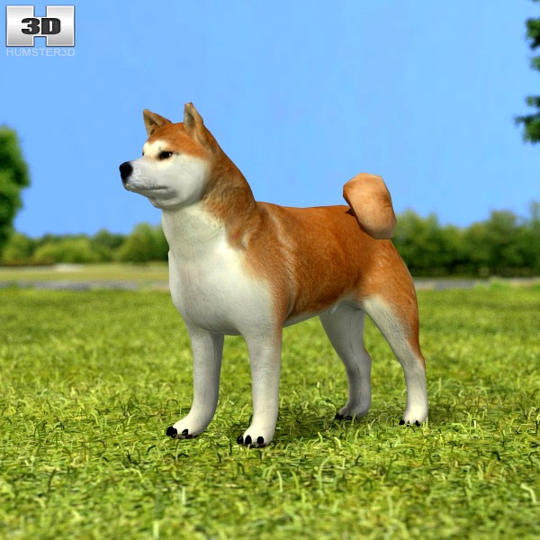 3D model of Akita Inu