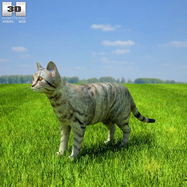 3D model of Domestic Cat