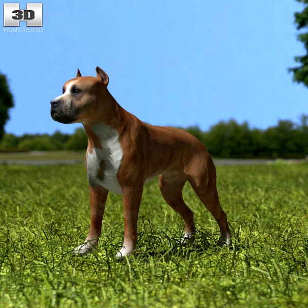 3D model of American Pit Bull Terrier