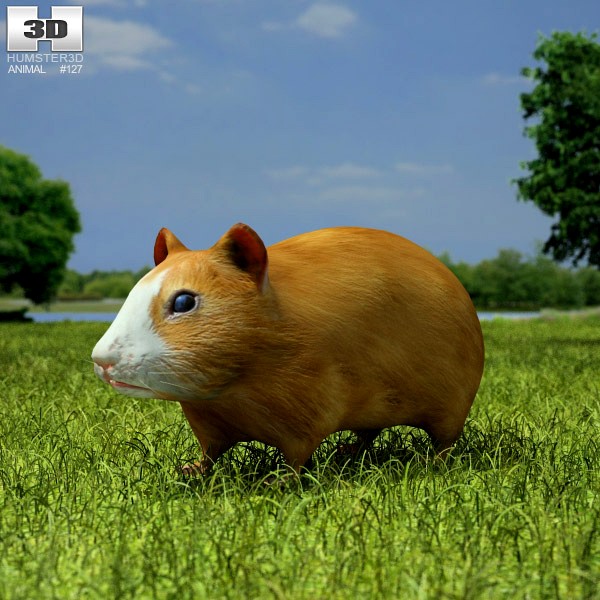 3D model of Hamster