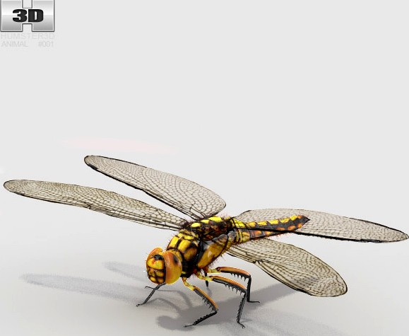 3D model of Dragonfly High Detailed Rigged