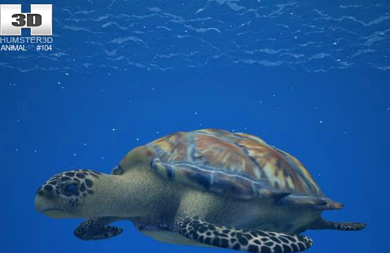 3D model of Hawksbill Sea Turtle