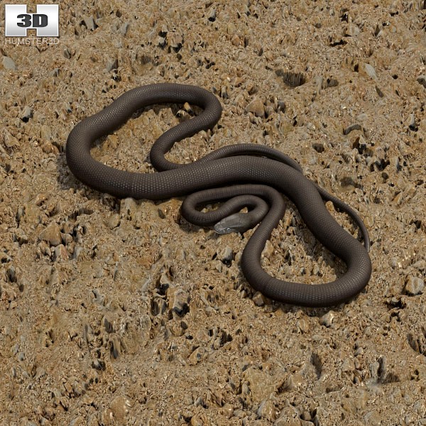 3D model of Black Mamba